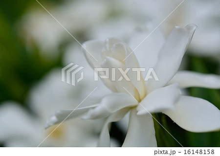 クチナシの花 16148158