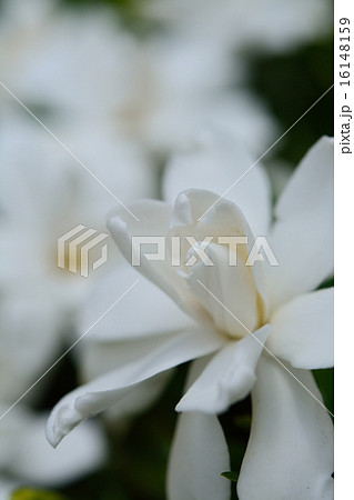 クチナシの花 16148159