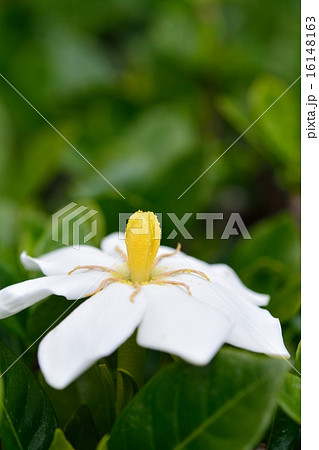 クチナシの花 16148163