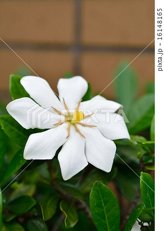 クチナシの花 16148165