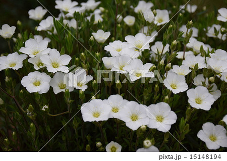 アレナリアモンタナ かわいい白い花 花壇の写真素材
