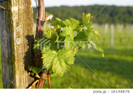 Young Vine sprout against blue sky 16148676