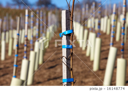 New wine vines planted on a vineyard New wine vines planted on a vineyard 16148774