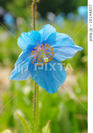 ヒマラヤの青いケシ 16148857