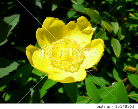 キンシバイ キンシバイ 16148953