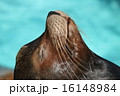 アザラシ 16148984