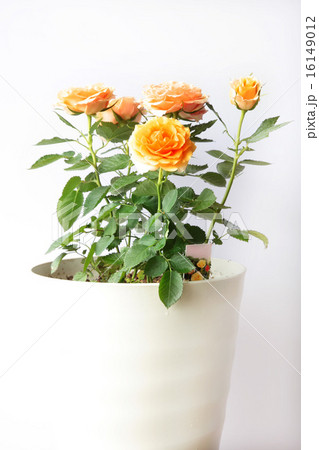 鉢植えのミニ薔薇 16149012