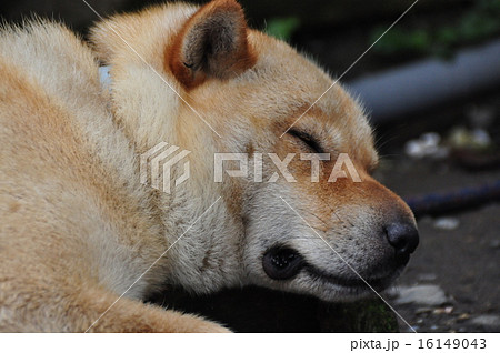 犬の寝顔の写真素材