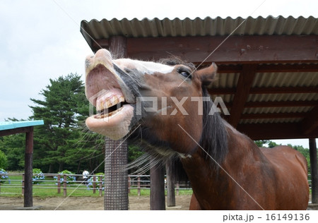 口を開ける馬 16149136
