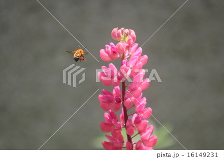 ルピナスとミツバチ 16149231