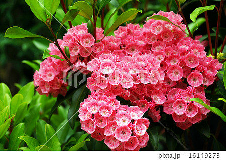 カルミアの花-1 16149273