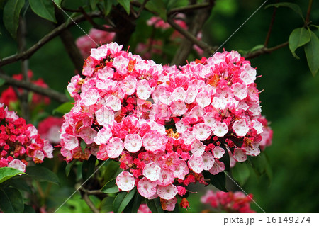 カルミアの花-2 カルミアの花-2 16149274