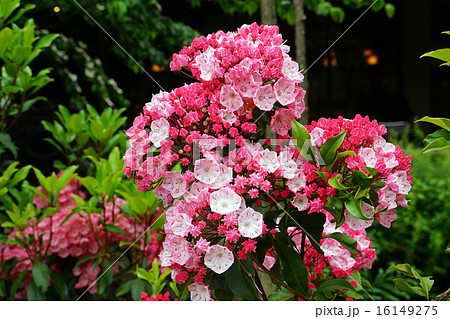 カルミアの花-3 カルミアの花-3 16149275