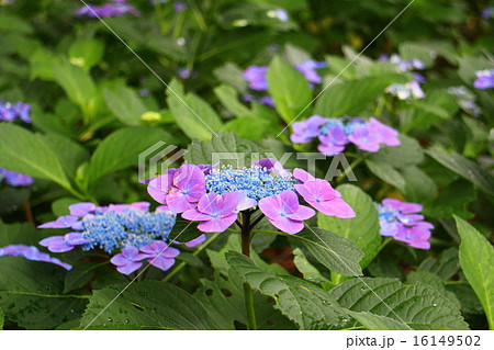 あじさい　ソフティ 16149502