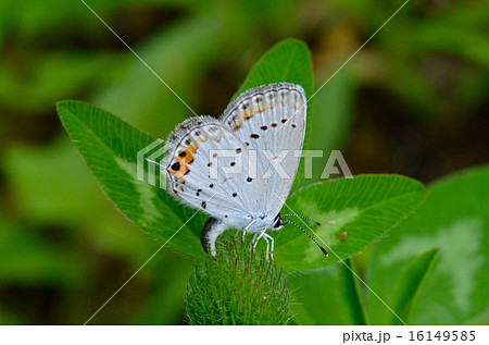 ツバメシジミとムラサキツメクサ(アカツメクサ) ツバメシジミとムラサキツメクサ(アカツメクサ) 16149585