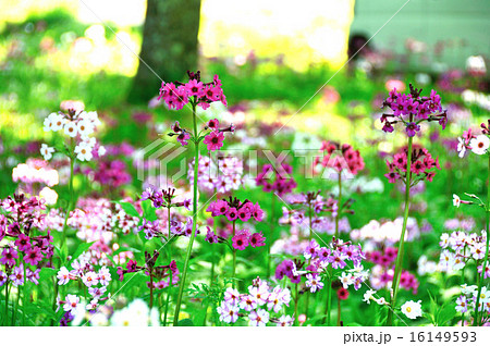 栃木県　奥日光　千手ヶ浜クリンソウ群生地 16149593