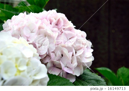 紫陽花 16149713