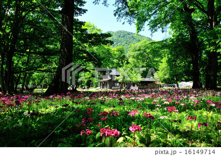 栃木県 奥日光 千手ヶ浜クリンソウ群生地の写真素材