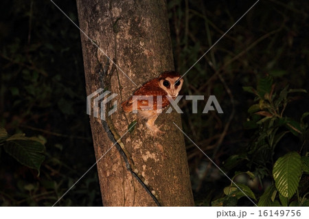 Oriental Bay Owl（ニセメンフクロウ） 16149756