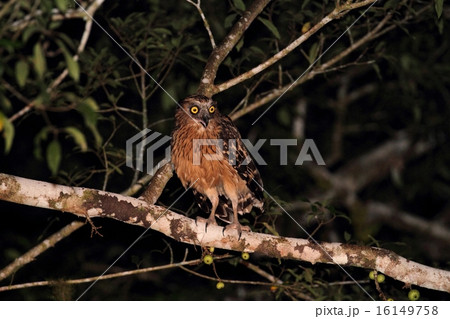 Buffy Fish Owl (マレーウオミミズク) Buffy Fish Owl (マレーウオミミズク) 16149758