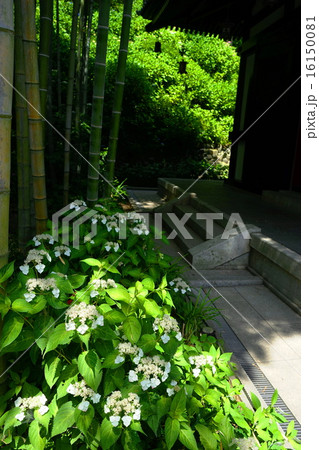 6月花　アジサイ・アジサイ科209長谷寺 16150081