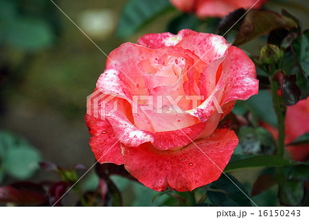 ばら レオニダス ばら レオニダス 16150243