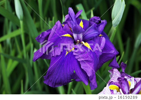花菖蒲：業平 16150289