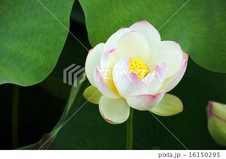 ハスの花−1 ハスの花−1 16150295