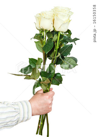 hand giving bouquet of five white roses isolated hand giving bouquet of five white roses isolated 16150358