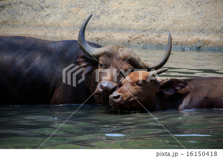 mother and young kid wild african buffalo in water 16150418