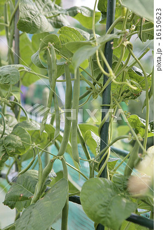 インゲン豆 16150623