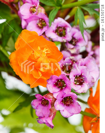 garden Trollius and bergenia flowers close up garden Trollius and bergenia flowers close up 16150718