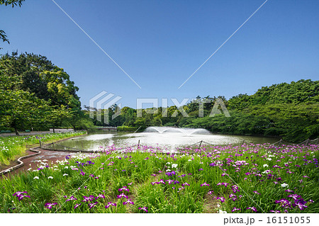 名古屋市名城公園 御深池の花しょうぶと名古屋城の写真素材