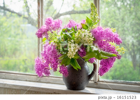 lilac in a brown clay vase on a window sill 16151523