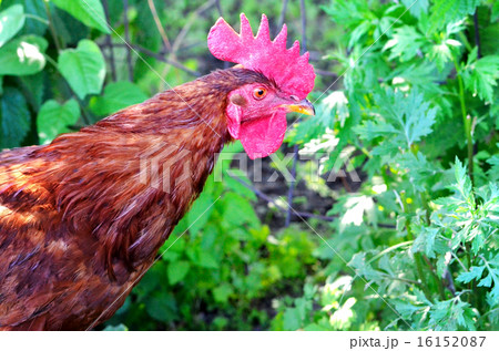 Portrait of a rooster on grass background Portrait of a rooster on grass background 16152087