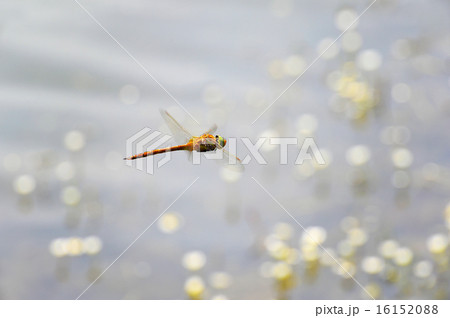 Dragonfly close-up flying over water 16152088