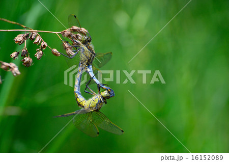 Two dragonflies mating close-up Two dragonflies mating close-up 16152089