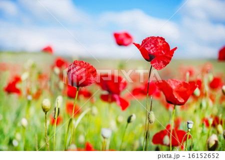 nature background nature background 16152652