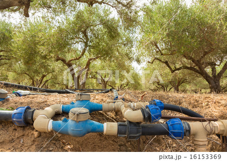 Irrigated olive grove. 16153369