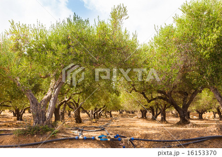 Irrigated olive grove. 16153370