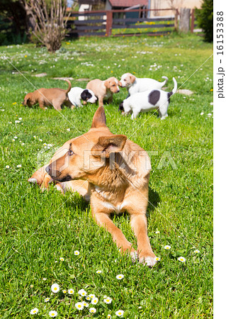 Mixed-breed cute little dog family. Mixed-breed cute little dog family. 16153388