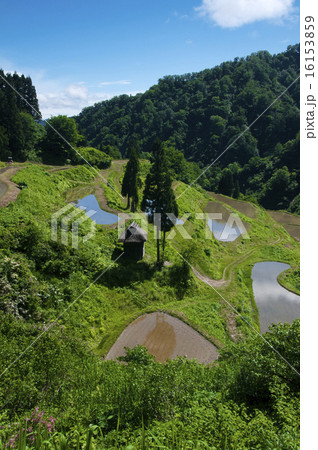 初夏の棚田 初夏の棚田 16153859