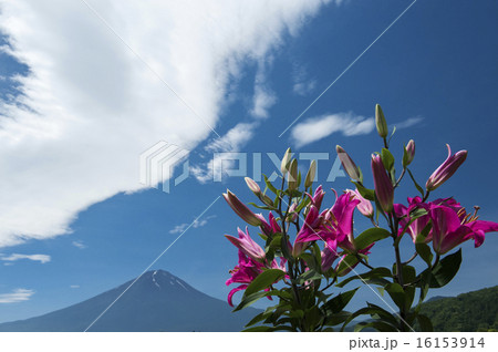 初夏の富士山 初夏の富士山 16153914
