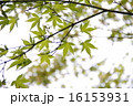 もみじ 16153931