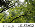 木漏れ日 16153932
