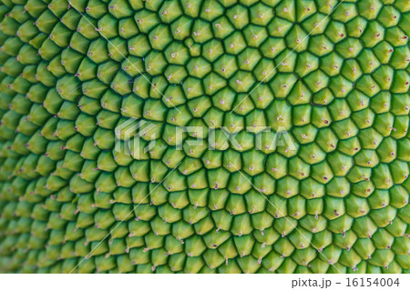 texture jackfruit peel have thorn 16154004
