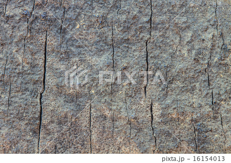 Tree bark texture Tree bark texture 16154013