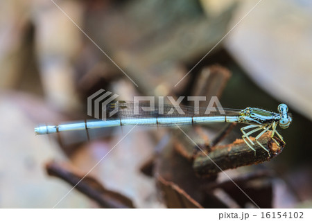 white dragonfly 16154102