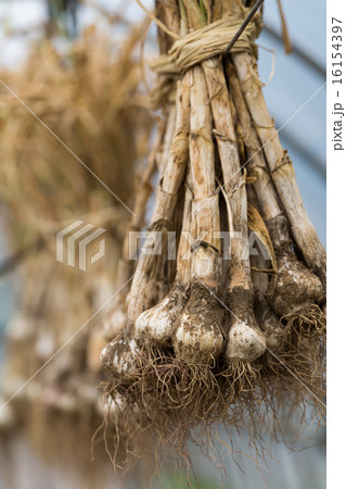 収穫したニンニク 16154397