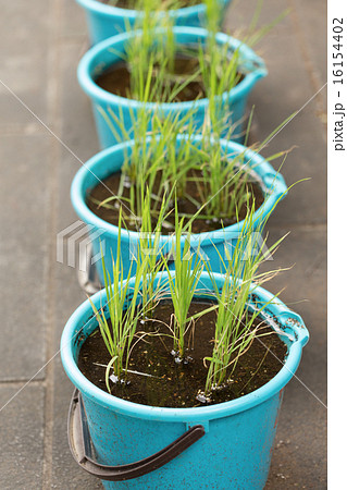 稲の栽培 16154402